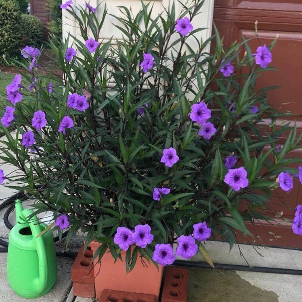 10+ extras free! Mexican Petunia Tall - Ruellia live bare rooted plants!  Hardy! - Picture 6 of 6